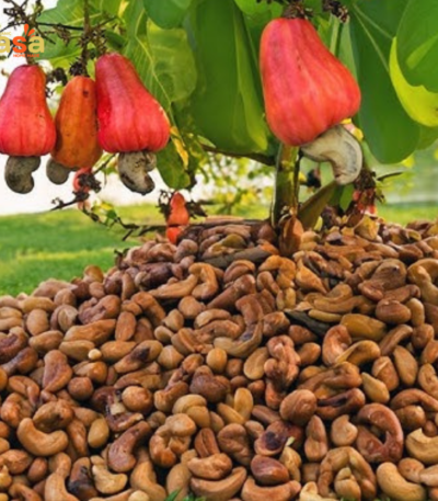 Cashew with Skin