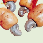 Cashew with skin