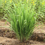 Lemongrass Tea