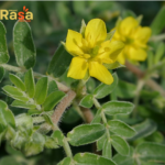 Premium Tribulus Terrestris (Gokhru) – 100% Pure Herbal Vitality Booster - Image 2