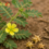 Tribulus Terrestris