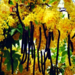 Amaltas (Golden Shower Tree) Tea – Organic Cassia fistula Herbal Infusion | Traditional Beverage for Daily Lifestyle - Image 2