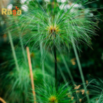 Nagarmotha Tea (Cyperus rotundus) – Premium Nut Grass Herbal Infusion | Pure Botanical Drink for Natural Lifestyle - Image 3