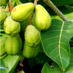 Chebulic Myrobalan (Hareer) Murabba – Premium Organic Haritaki Fruit Preserve | Traditional Food with Clean Label Purity - Image 2