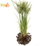 Nagarmotha Tea (Cyperus rotundus) – Premium Nut Grass Herbal Infusion | Pure Botanical Drink for Natural Lifestyle - Image 4