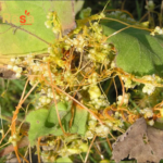 Dodder Tea (Iftimon – Cuscuta reflexa) – Premium Herbal Infusion | Pure Botanical Drink for Natural Lifestyle - Image 4