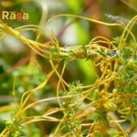 Dodder Tea (Iftimon – Cuscuta reflexa) – Premium Herbal Infusion | Pure Botanical Drink for Natural Lifestyle - Image 2