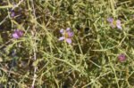 🌿 Organic Fagonia (Dhamasa) – Fresh & Naturally Shade-Dried Herb - Image 2